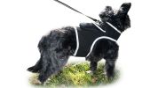 Lightweight Rechargeable Collar Pet GPS Tracker for Dogs with Movement Detector Size:L